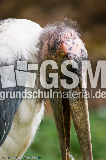 Marabu (33 von 33).jpg